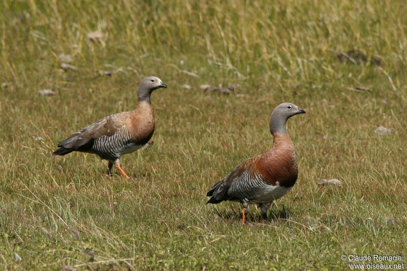 Ashy-headed Goose adult breeding, identification