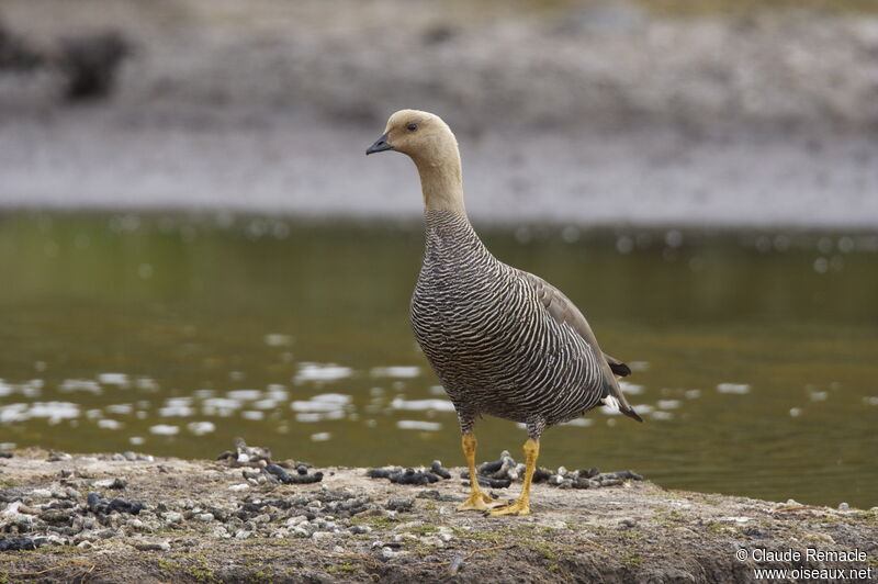 Upland Goose female adult breeding, identification