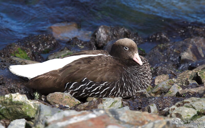 Kelp Goose female adult, identification