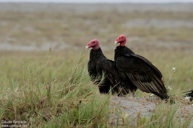 Turkey Vultureadult breeding, pigmentation, Behaviour