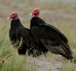 Turkey Vulture