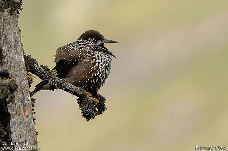 Spotted Nutcracker, aspect, song