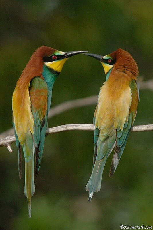 European Bee-eater, identification, Behaviour