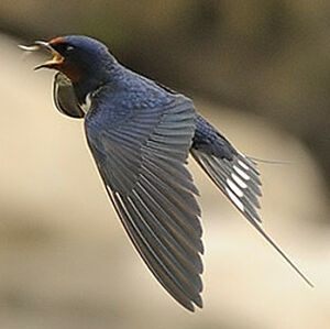 Barn Swallow