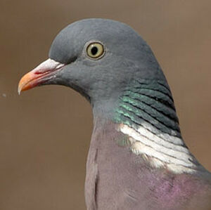 Pigeon ramier 
&copy; Claude Ruchet