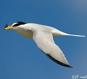 Little Tern