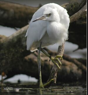 Little Egret