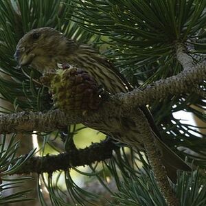 Red Crossbill
