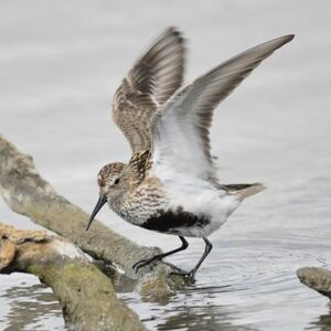 Bécasseau variable