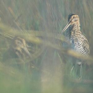 Common Snipe
