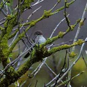 Bouscarle de Cetti 
&copy; Cl�ment Stievenart