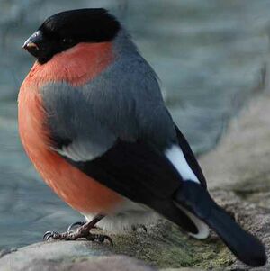 Eurasian Bullfinch