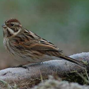 Common Reed Bunting 
&copy; Cl�ment Stievenart