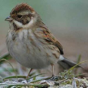 Common Reed Bunting 
&copy; Cl�ment Stievenart