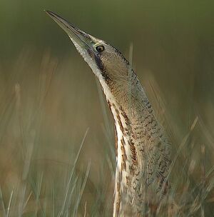 Eurasian Bittern