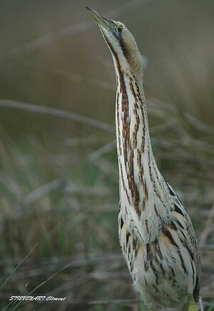 Eurasian Bittern