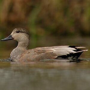 Canard chipeau