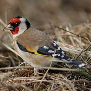 European Goldfinch 
&copy; Cl�ment Stievenart