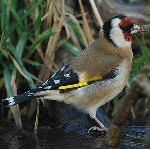 European Goldfinch 
&copy; Cl�ment Stievenart