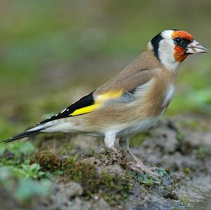 European Goldfinch 
&copy; Cl�ment Stievenart