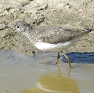 Green Sandpiper 
&copy; Cl�ment Stievenart