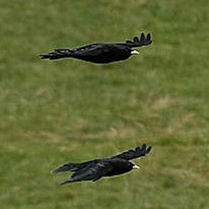 Alpine Chough