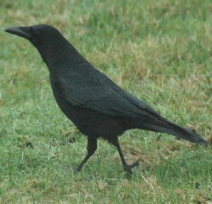 Carrion Crow
