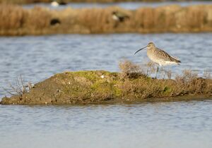 Eurasian Curlew 
&copy; Cl�ment Stievenart