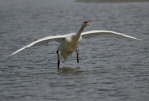 Cygne tubercul�