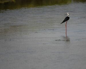 Black-winged Stilt
