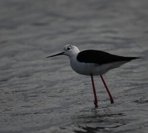 Black-winged Stilt