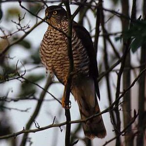 Eurasian Sparrowhawk