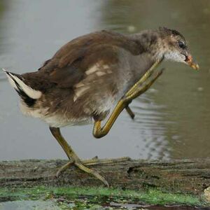 Common Moorhen
