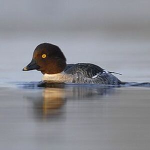 Common Goldeneye