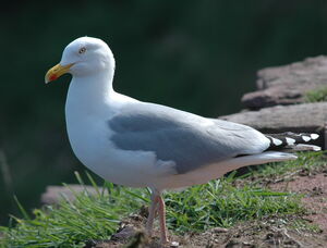 European Herring Gull 
&copy; Cl�ment Stievenart