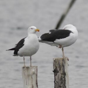 Great Black-backed Gull 
&copy; Cl�ment Stievenart