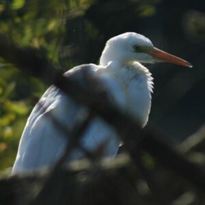 Grande Aigrette