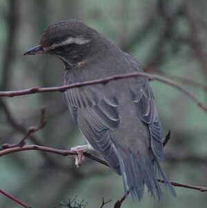 Redwing