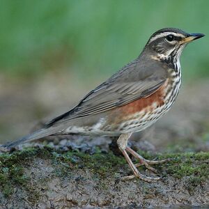 Redwing