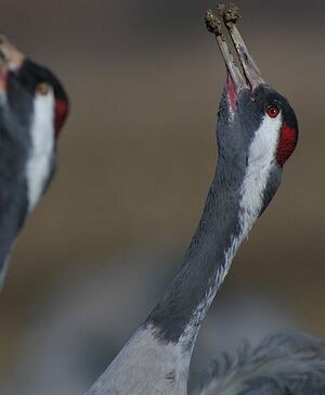 Common Crane