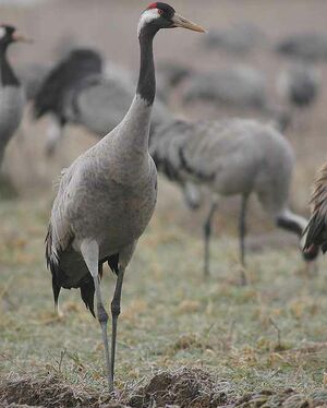 Common Crane