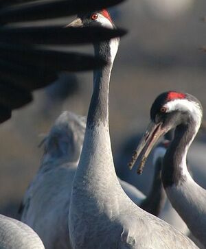 Common Crane