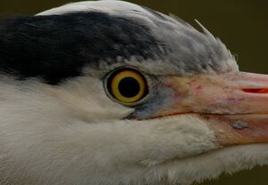 Grey Heron 
&copy; Cl�ment Stievenart