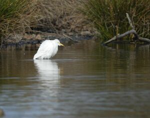 Western Cattle Egret