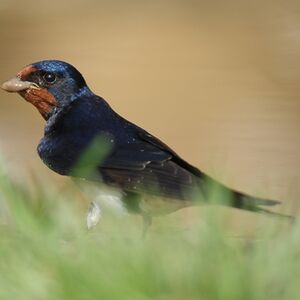 Barn Swallow