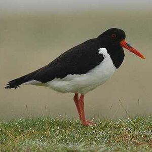 Eurasian Oystercatcher 
&copy; Cl�ment Stievenart