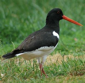 Eurasian Oystercatcher 
&copy; Cl�ment Stievenart