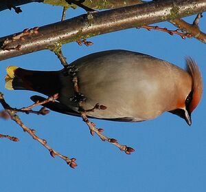 Bohemian Waxwing