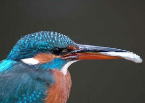 Common Kingfisher 
&copy; Cl�ment Stievenart