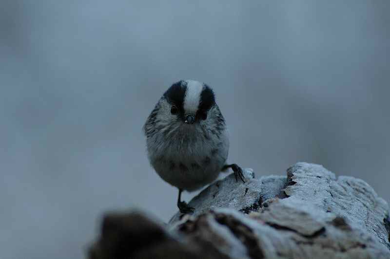 Mésange à longue queue - Aegithalos caudatus